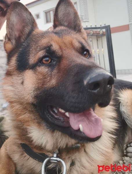 Alman Çoban Köpeği, Köpek  yaman fotoğrafı
