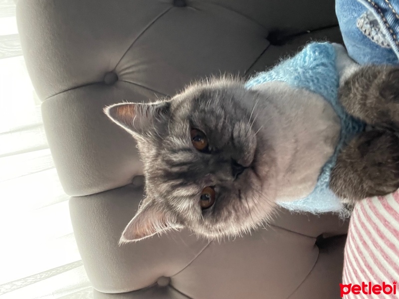 British Shorthair, Kedi  Gümüş fotoğrafı