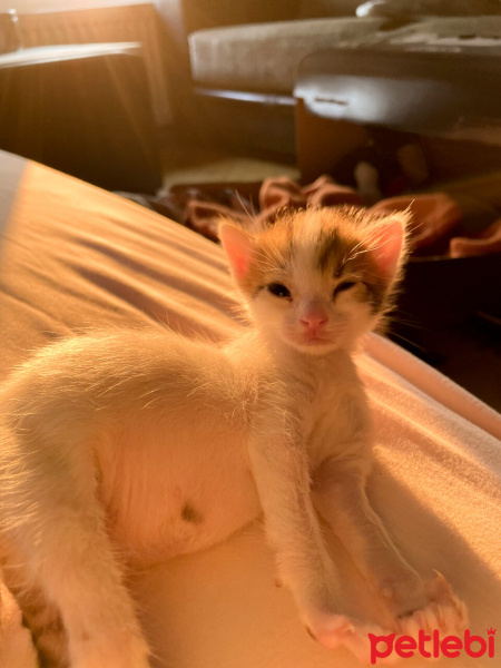 Soke, Kedi  TOST fotoğrafı