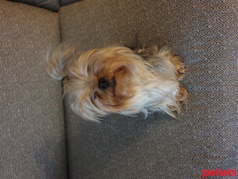 Yorkshire Terrier, Köpek  Pink fotoğrafı