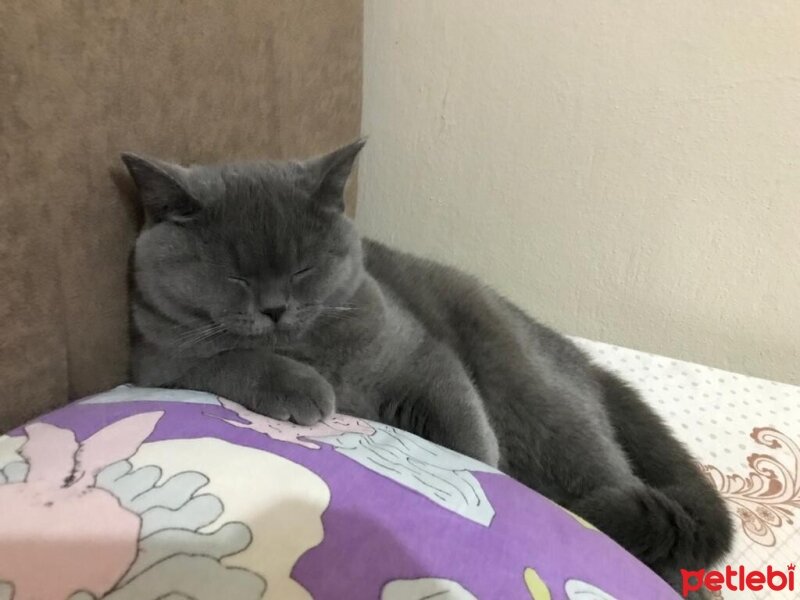 British Shorthair, Kedi  Lady fotoğrafı