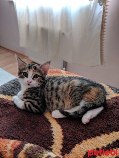 Tekir Kedi, Kedi  Karabiber fotoğrafı