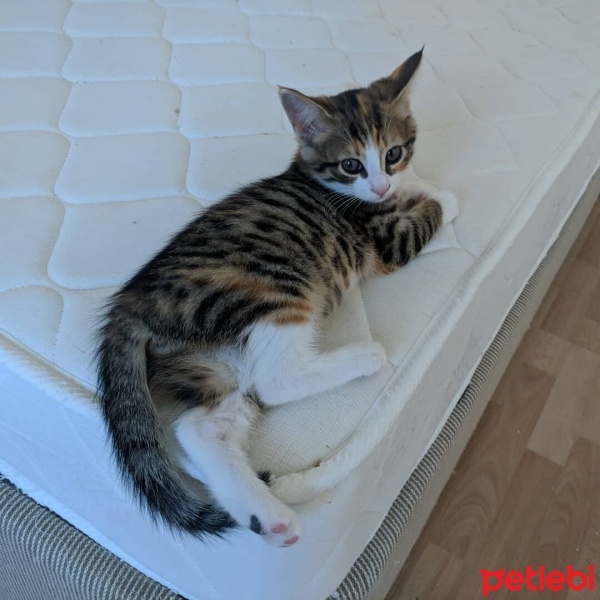 Tekir Kedi, Kedi  Karabiber fotoğrafı