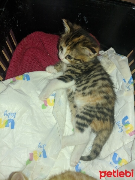 Tekir Kedi, Kedi  Karabiber fotoğrafı