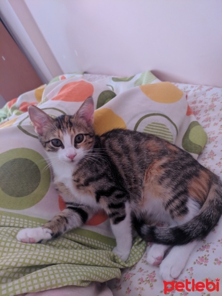 Tekir Kedi, Kedi  Karabiber fotoğrafı