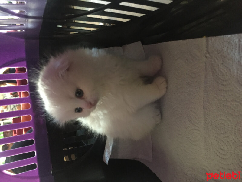 Scottish Fold, Kedi  Tuana fotoğrafı