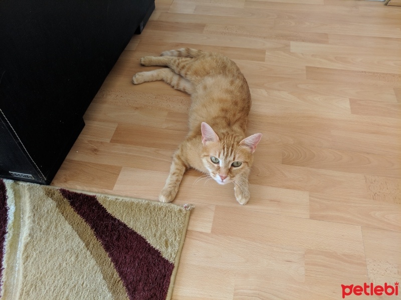 Sarman, Kedi  Sarıkız fotoğrafı