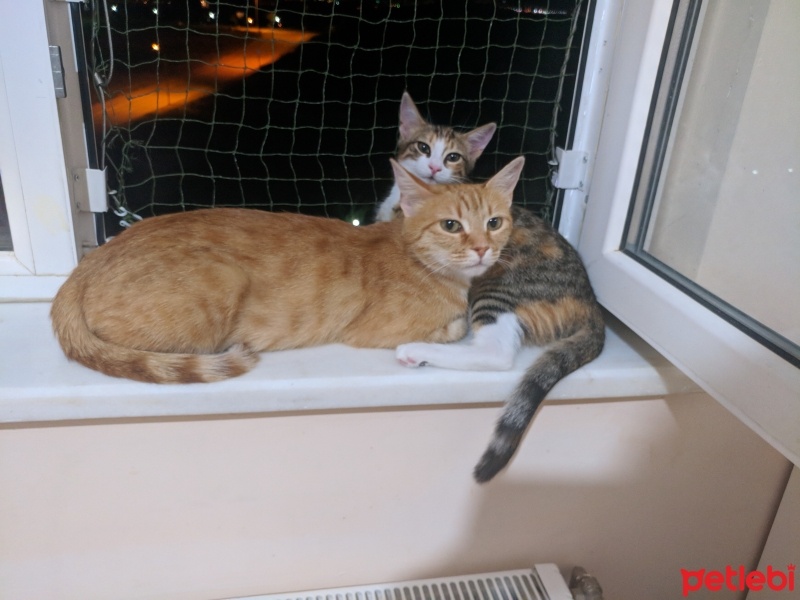 Sarman, Kedi  Sarıkız fotoğrafı