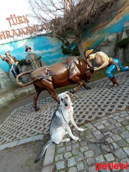 Labrador Retriever, Köpek  Gece fotoğrafı