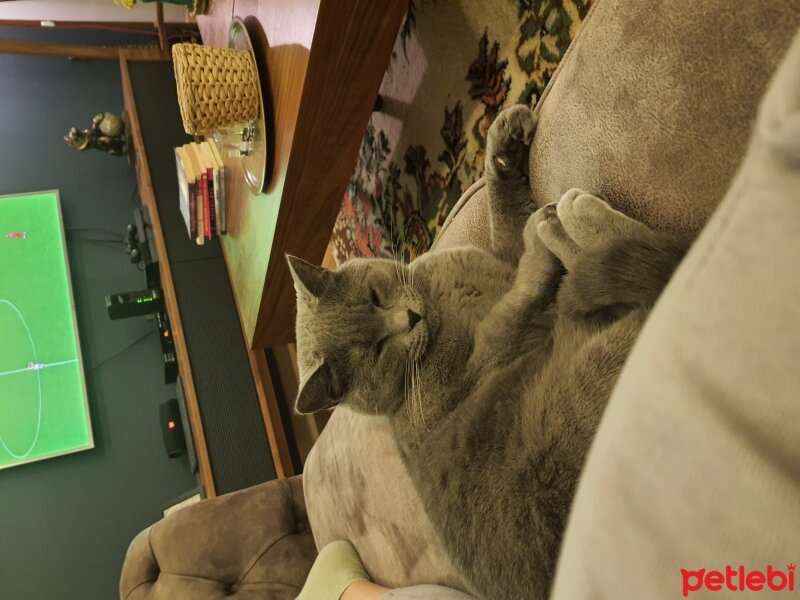 Scottish Fold, Kedi  Badoşa yuva arıyoruz fotoğrafı