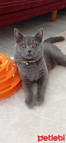 British Shorthair, Kedi  Gölge fotoğrafı