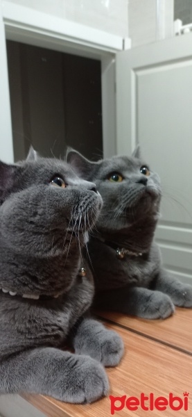 British Shorthair, Kedi  Gölge fotoğrafı