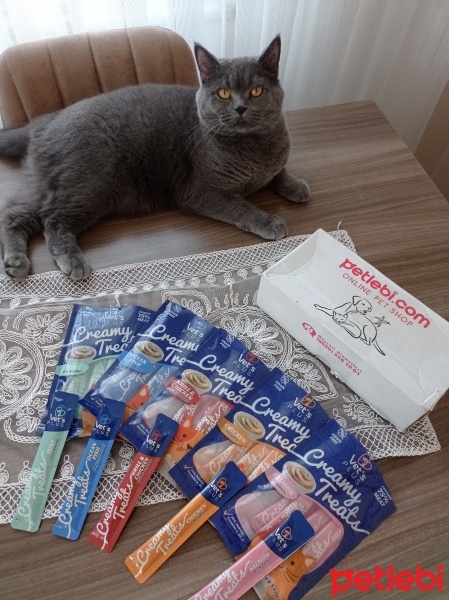 British Shorthair, Kedi  Gölge fotoğrafı