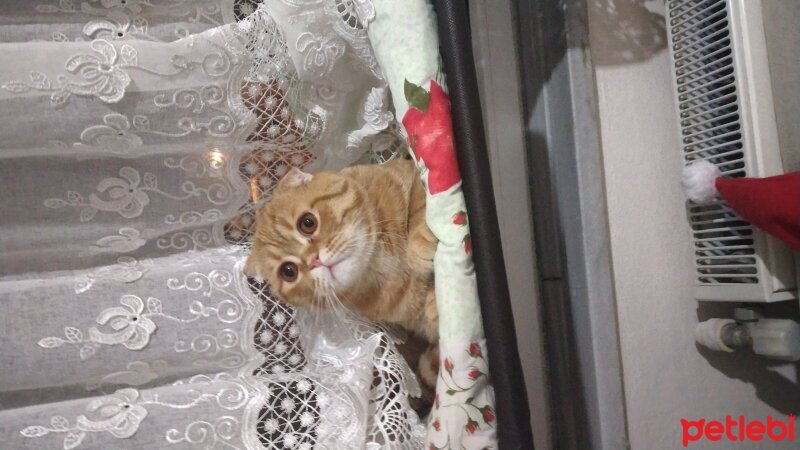 Scottish Fold, Kedi  Masum fotoğrafı