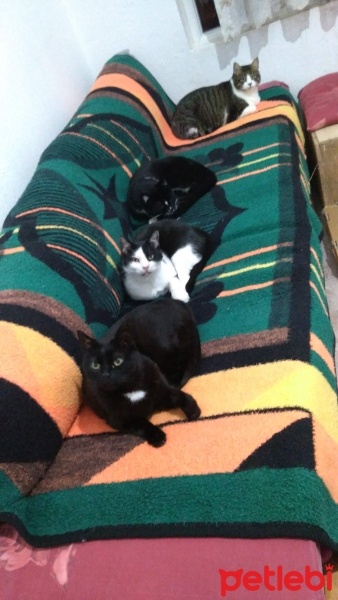 Tuxedo (Smokin) Kedi, Kedi  Aztek fotoğrafı