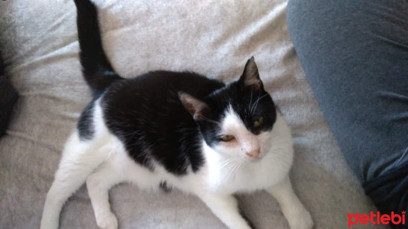 Tuxedo (Smokin) Kedi, Kedi  Aztek fotoğrafı