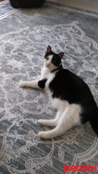Tuxedo (Smokin) Kedi, Kedi  Aztek fotoğrafı