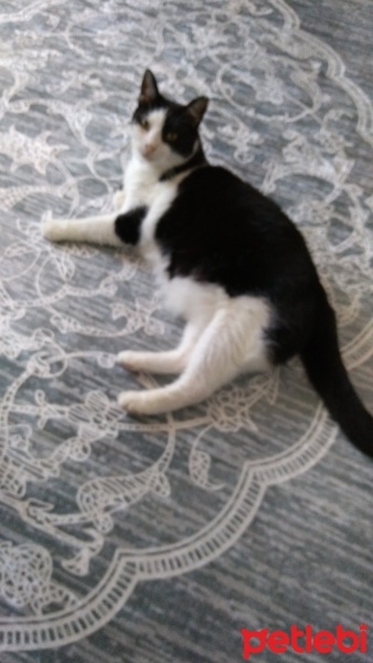 Tuxedo (Smokin) Kedi, Kedi  Aztek fotoğrafı