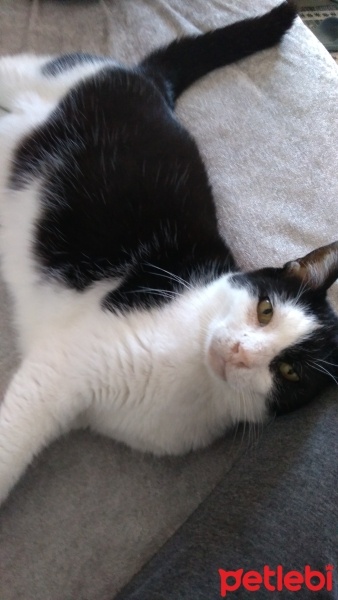 Tuxedo (Smokin) Kedi, Kedi  Aztek fotoğrafı
