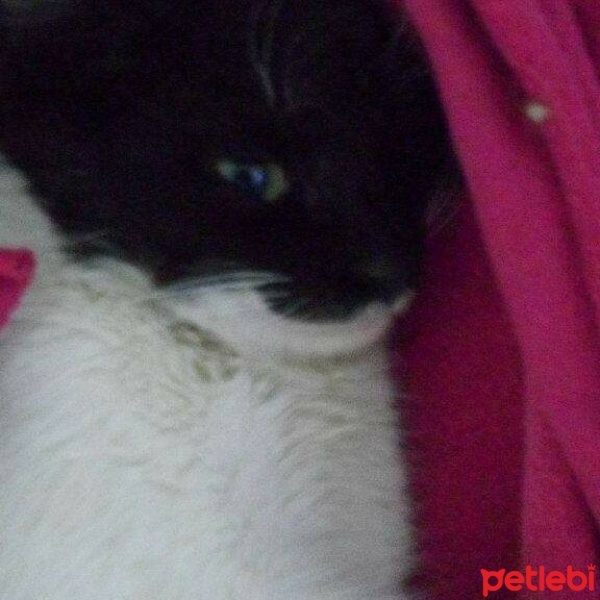 Tuxedo (Smokin) Kedi, Kedi  Aztek fotoğrafı
