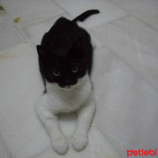 Tuxedo (Smokin) Kedi, Kedi  Aztek fotoğrafı