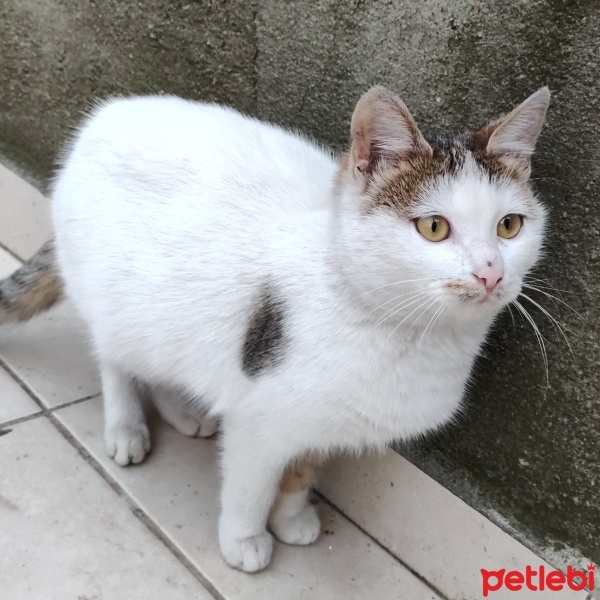 Tekir Kedi, Kedi  Boncuk fotoğrafı