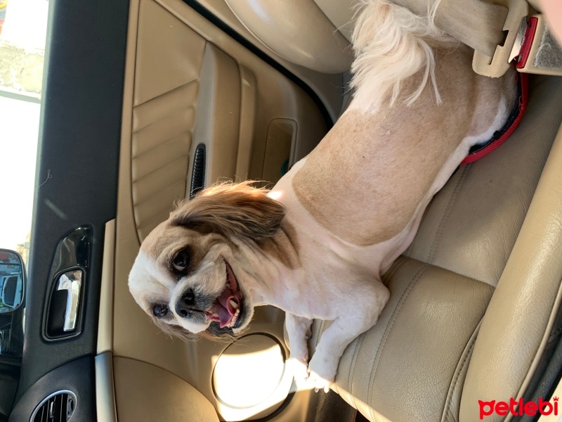 Shih Tzu, Köpek  Puffy fotoğrafı