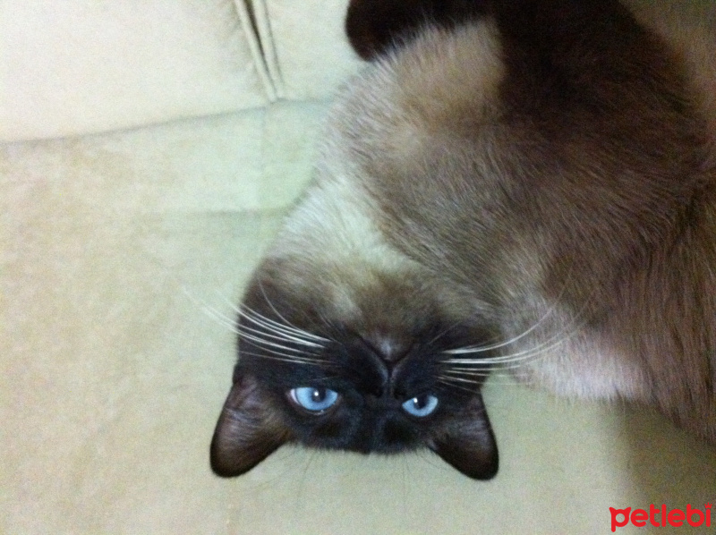 Siyam Kedisi, Kedi  Şurup fotoğrafı
