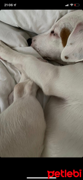 Jack Russell Terrier, Köpek  Pablo fotoğrafı
