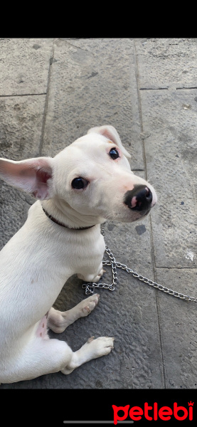 Jack Russell Terrier, Köpek  Pablo fotoğrafı