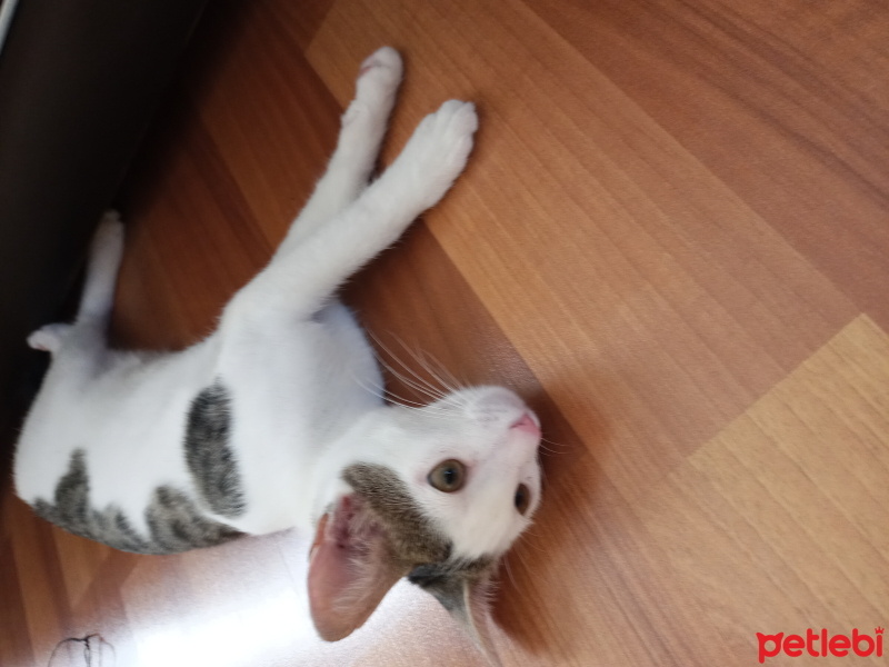Tekir Kedi, Kedi  Minnoş fotoğrafı