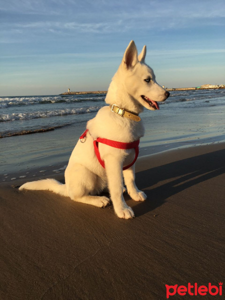 Sibirya Kurdu (Husky), Köpek  Snow fotoğrafı