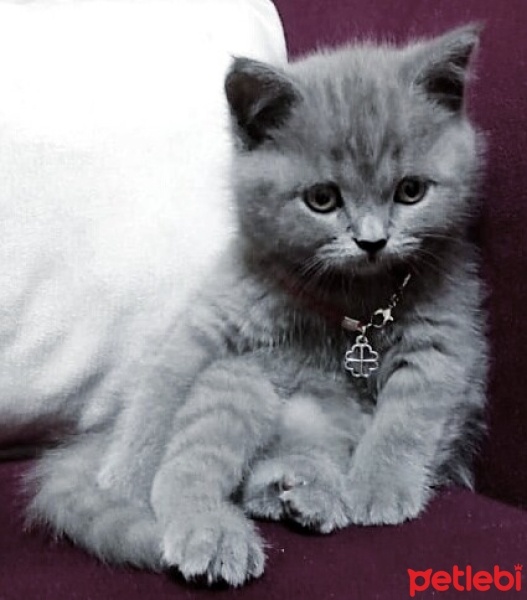 British Shorthair, Kedi  Gölge fotoğrafı