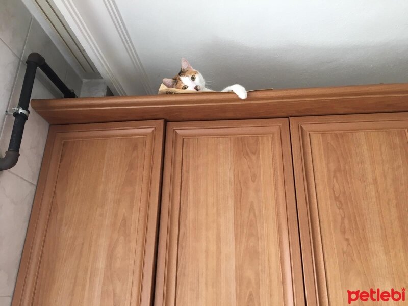 Tekir Kedi, Kedi  Badem fotoğrafı