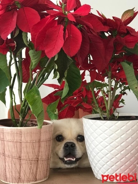 Pekingese, Köpek  Taco fotoğrafı