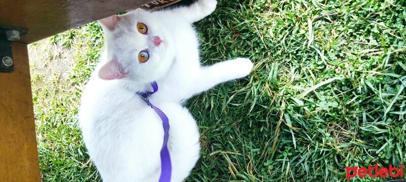 British Shorthair, Kedi  Lawinya fotoğrafı