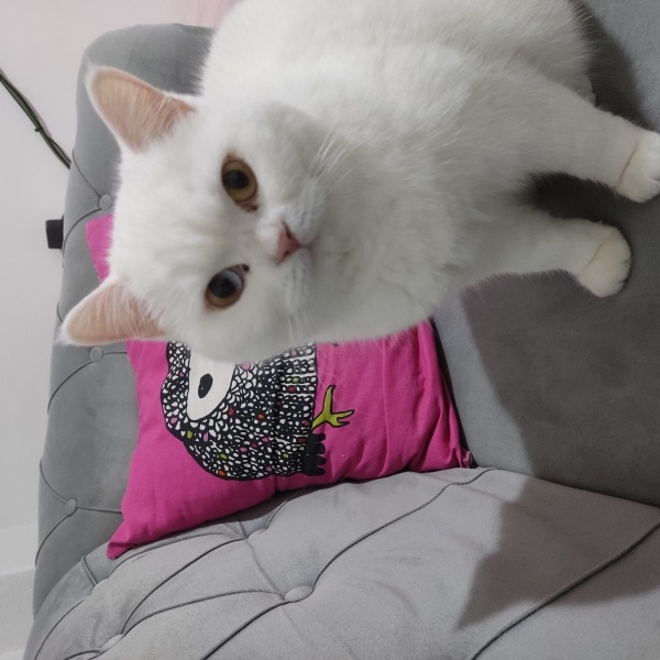 British Shorthair, Kedi  Lawinya fotoğrafı