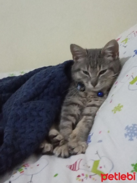 Brazilian Shorthair, Kedi  Kontes fotoğrafı