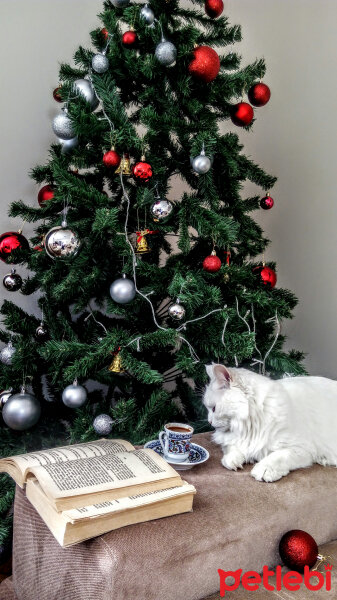 Ankara Kedisi, Kedi  Safir fotoğrafı