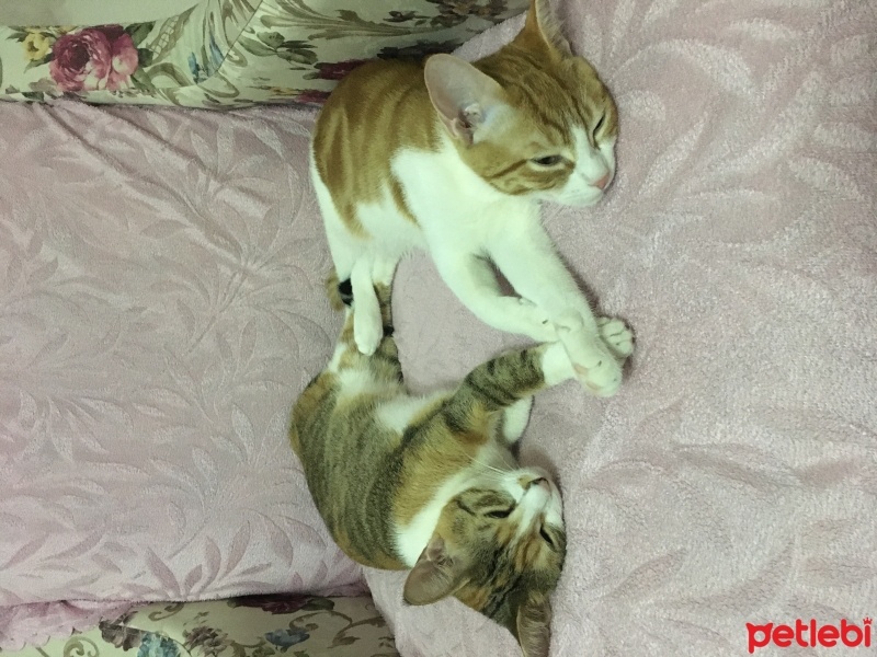 Tekir Kedi, Kedi  Waffle fotoğrafı