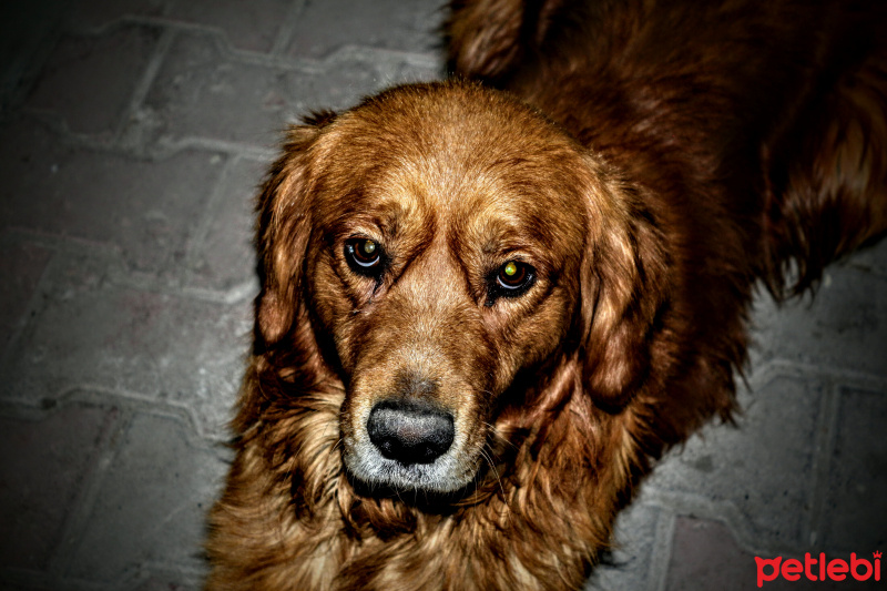 Golden Retriever, Köpek  Rüzgar fotoğrafı