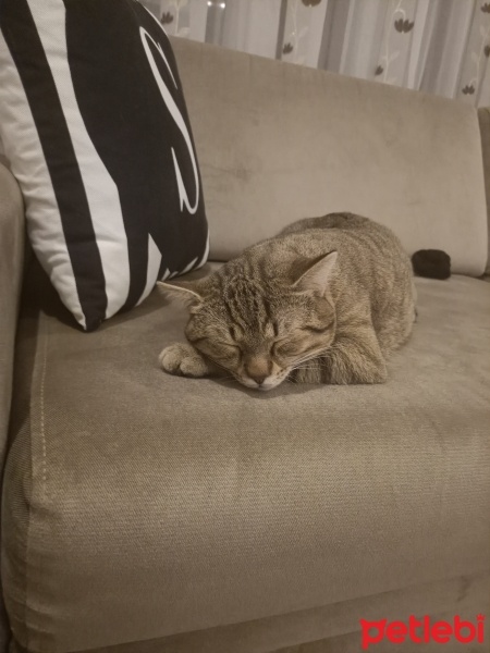 Tekir Kedi, Kedi  Mia fotoğrafı