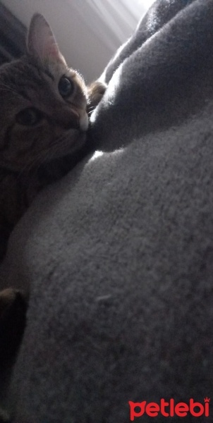 Tekir Kedi, Kedi  Mia fotoğrafı