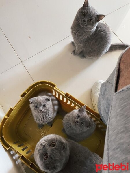 British Shorthair, Kedi  Bal ve Kardeşleri fotoğrafı