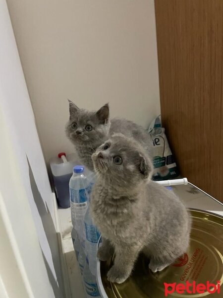 British Shorthair, Kedi  Bal ve Kardeşleri fotoğrafı