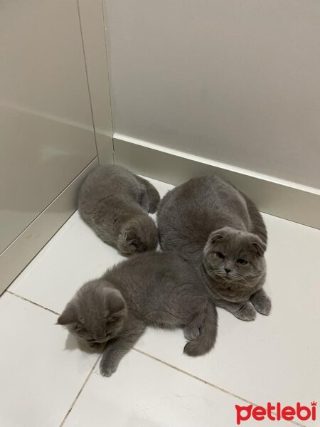 British Shorthair, Kedi  Bal ve Kardeşleri fotoğrafı