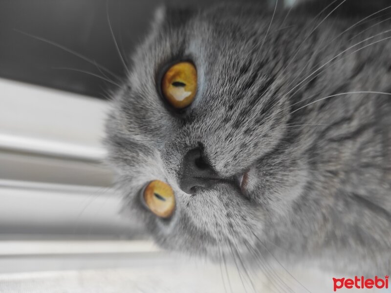 British Shorthair, Kedi  Mia fotoğrafı