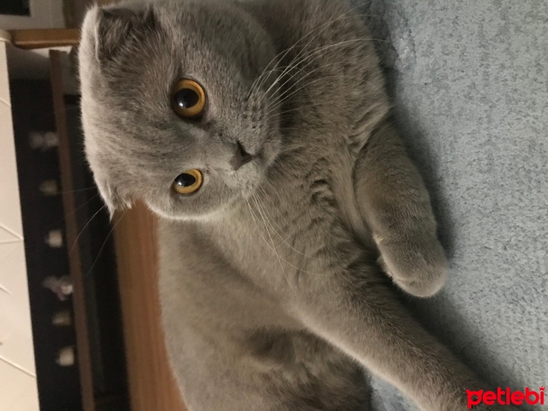 Scottish Fold, Kedi  Bulut fotoğrafı