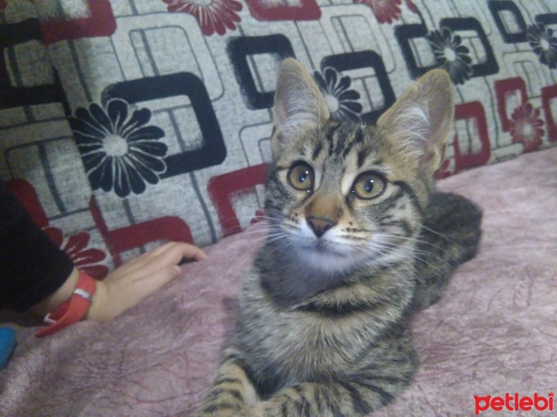 Tekir Kedi, Kedi  Süslü fotoğrafı