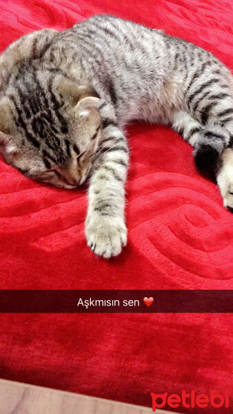 Scottish Fold, Kedi  Şila fotoğrafı